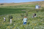 Washington Bee Atlas volunteers look for native bees at a Whitman County farm in May 2024.