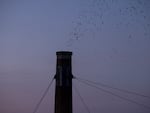 Thousands of Vaux’s Swifts gather overhead as they prepare to roost for the night at Chapaman Elementary in Portland, Oregon. During the month of September, migrating swifts often use chimneys as roosts and are likely to return to the same roost year after year.