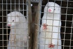 In this Dec. 6, 2012, file photo, minks look out of a cage at a fur farm in the village of Litusovo, northeast of Minsk, Belarus. The coronavirus has been found in mink in both Europe and the United State, including in Oregon.