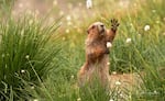 An Olympic marmot reaching for a favorite food in an alpine meadow.