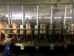 Dairy cows have their milk pumped at Threemile Canyon Farms in Boardman, Oregon.