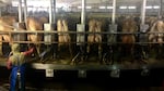 Dairy cows have their milk pumped at Threemile Canyon Farms in Boardman, Oregon.