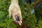 FILE - A person holds huckleberries Aug. 26, 2003, near Hope, Idaho, in the Kaniksu National Forest.