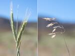 A healthy head of ryegrass (left) stays greener much longer than invasive cheatgrass (right).