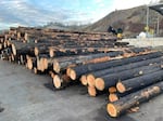 Nordic Veneer repurposed burned wood after the 2020 wildfires.