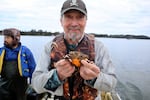 Egg-bearing females, like this European green crab held up by clam grower Warren Cowell, can release 200,000 eggs.