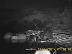 A remote camera revealed beavers and nutria working together to build a dam at Smith & Bybee Lakes in northwest Portland