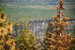 The aftermath of the Bootleg Fire — green and blackened areas — is markedly different where thinning and prescribed burns were done in partnership with Tribes and the U.S. Forest Service.