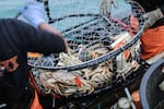 A crab pot with caught Dungeness crab inside, off the port of Port Orford. 