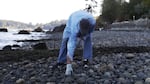 Bale gathers rocks in the Puget Sound region