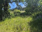A field of grass grows on Wild Iris Ridge Park in Eugene, Oregon.