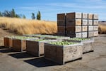 Bins of apples sit in the sun at Avalon Orchards in Sundale, Wash., Monday, Oct. 7, 2019.