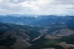 A  lumbered portion of Tillamook State Forest in northwest Oregon, on Friday, Oct. 13, 2023.