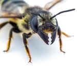 A megachile pugnata, or Pugnacious Leaf-cutter Bee