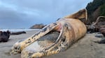 A decaying carcass of a beached gray whale lies on a remote section of Oregon coastline near Cannon Beach.