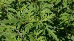 New research shows that ragweed -- exposed to elevated levels of CO2 -- grows faster than most other plants. Good for ragweed, but not so great for allergy sufferers.