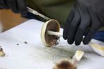 FILE — A grower cuts psilocybin mushrooms to prepare for distribution in Springfield, Ore., Monday, Aug. 14, 2023.