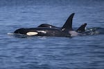 FILE - Southern resident orcas from J Pod surface and breathe together on Aug. 15, 2019, near Lime Kiln Point off San Juan Island. (Image taken under authority of NMFS permit No. 22141)