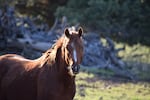 Candyman, a local bachelor stallion about four years old, in Jan. 2022.