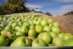 Vilmer Alcantar hauls bins of Granny Smith apples at Avalon Orchards in Sundale, Wash., Monday, Oct. 7, 2019. Alcantar is the foreman here and has worked for Avalon since 1983.