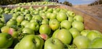 Vilmer Alcantar hauls bins of Granny Smith apples at Avalon Orchards in Sundale, Wash., Monday, Oct. 7, 2019. Alcantar is the foreman here and has worked for Avalon since 1983.