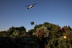 A helicopter harvests Christmas trees at McKenzie Farms on Saturday, November 20, 2020, in Oregon City, Ore. A helicopter can transport 6-12 trees at a time, it is the most expensive method but also the fastest. (AP Photo/Paula Bronstein)