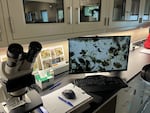 Scientists and technicians use microscopes to study water samples taken from the Snake River to detect invasive quagga mussels in this undated photo.