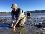 John Chapman uses a clam gun to suck mud shrimp out of their burrows in Newport's Yaquina Bay.