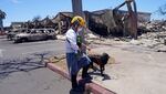 August 12: A member of a search and rescue team walks with her cadaver dog near Front Street in Lahaina.