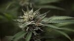 According to the U.S. Drug Enforcement Administration, a single marijuana plant grown outdoors in Southern Oregon can yield between 6 and 20 pounds of marijuana — or about 2,200 to 9,000 one-gram joints.