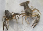 Northern crayfish, which are native to the Midwest, were discovered for the first time in Oregon in May 2022. The Northern crayfish shown in this photo were caught in Bear Creek, near Medford, during sampling for the invasive crustacean done by the Oregon Department of Fish and Wildlife the following month.