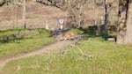A coyote walks across a trail in Howard Buford Recreation Area on Jan. 25, 2026.