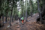 three hikers climb a steep trail surrounded by trees covered in moss down to the historical snowpack line