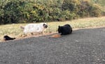 Colony cats, Simone and Bike Path Panther, coming out to eat dinner. Aug. 2, 2026.