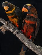 The dusky lory (Pseudeos fuscata) is a parrot native to New Guinea, with red and yellow colors that coexist in natural populations. Researchers leveraged this extremely rare phenomenon to identify an enzyme responsible for modulating the expression of parrot-specific red and yellow pigments - psittacofulvins.