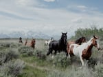 A half dozen horses run through sagebrush with the Grand Teton mountains in the background.