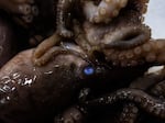 A Spanish seafood company says its octopus farm would benefit animals in the wild, citing growing demand for octopus meat. Here, an octopus is seen at the Get Fish market in Sydney, Australia, last December.
