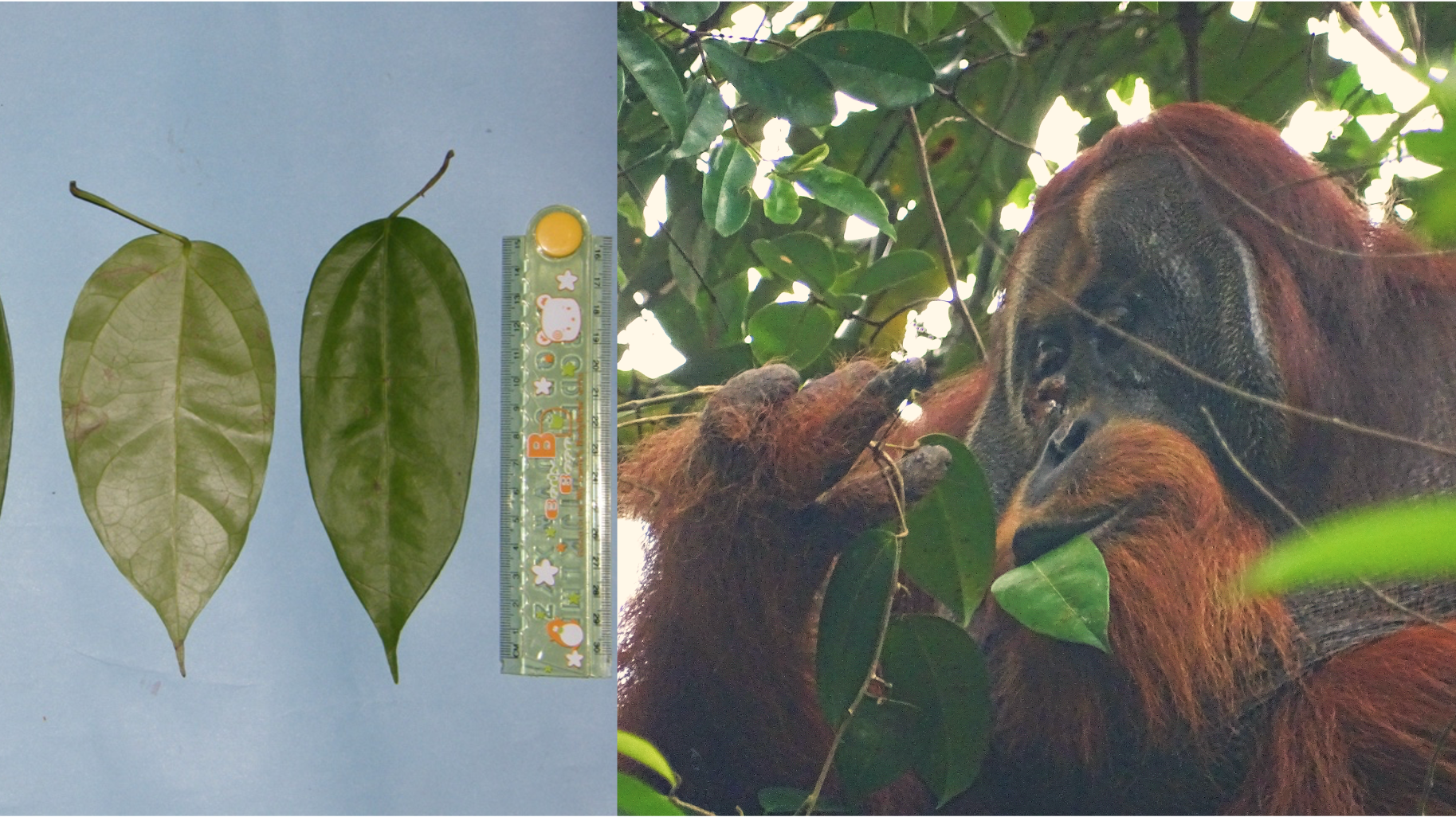 Pictures of Fibraurea tinctoria leaves, left. At right, Rakus is seen eating more of the leaves one day after applying a plant mesh to his wound.