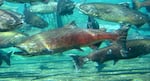 Adult fall Chinook salmon in the Priest Rapids Hatchery.