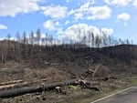 Extensive roadside hazard tree removal after last year's wildfires has raised concerns that the state is over-cutting trees that aren't actually hazardous.