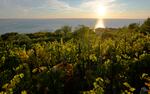 Winemaker Milos Skabar, center, works at his vineyard of the "Prosekar" variety in Prosecco, near Trieste, Italy, Friday, Oct. 15, 2021. Italy has pledged to defend the name of the popular sparkling wine Prosecco as Croatia petitions the European Union to allow its winemakers to call their sweet dessert wine Prosek. The decision not only is a threat to the carefully protected market for the world's top-selling wine but also the entire system of EU geographical designations created to guarantee the quality of artisanal food, wine and spirits.