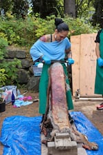 Amanda Freeman, Confederated Tribes of Grand Ronde, demonstrates how to tan a cougar hide during the Indigenous Food Summit at Portland State University on Sept. 10, 2026.