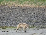 A wolf is seen foraging in the intertidal zone of Pleasant Island in Southeastern Alaska in April 2021. A pack of wolves on the island switched to hunting sea otters after decimating a population of deer on the island.