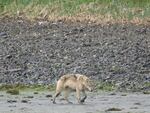 A wolf is seen foraging in the intertidal zone of Pleasant Island in Southeastern Alaska in April 2021. A pack of wolves on the island switched to hunting sea otters after decimating a population of deer on the island.