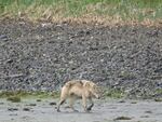 A wolf is seen foraging in the intertidal zone of Pleasant Island in Southeastern Alaska in April 2021. A pack of wolves on the island switched to hunting sea otters after decimating a population of deer on the island.