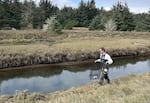 Lower Elwha Klallam Tribe biologist Justin Stapleton carries green crab traps near Pysht, Wash., on Sept. 11, 2026.
