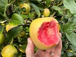 A freshly picked Mountain Rose apple at Kiyokawa Family Orchards in Parkdale Ore. October 9, 2024. Also known as Hidden Rose or Airlie Red Flesh, this native apple came from a chance seedling found in the 1960's in the unincorporated community of Airlie, Oregon.