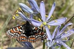 FILE - An endangered Taylor's checkerspot butterfly perches on a camas flower at Scatter Creek Wildlife Area in Thurston County, Wash., on April 30, 2025.