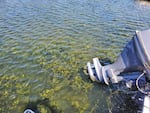 Canadian pondweed has exploded in growth at Lincoln City's Devil's Lake. This invasive weed has led to damages to the ecology of the lake, as well as disrupting recreational activities that are popular in the area.