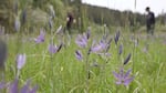 Greg Archuleta and Chris Rempel with the Confederated Tribes of Grand Ronde monitor camas plants in a prairie in the Willamette National Forest in June 2022. Having access to land like this — even though it’s owned by the Forest Service — is part of how the Grand Ronde tribes have held onto their first foods gathering traditions.